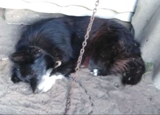 Продажа земельного участка, 7 сот., Старый Оскол, Пролетарская улица, 189