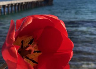 Продаю земельный участок, 11 сот., СНТ Нептун