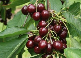 Продажа дачи, 32 м2, Саратов, 4-й Черёмуховый проезд