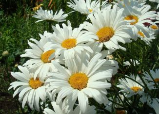 Продам дачу, 30 м2, разъезд №17