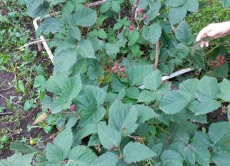 Продам дачу, 45 м2, садоводческий кооператив Садовод-НК