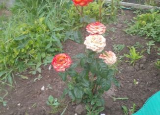 Продаю дом, 27 м2, Березники, СНТ № 30, 128