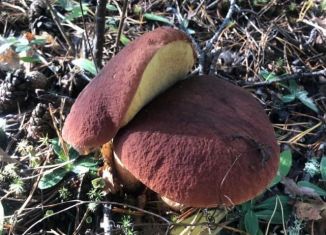Продажа участка, 10 сот., сельский посёлок Пыра