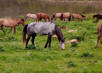Сдается дом, 65 м2, деревня Таш-Асты, Центральная улица, 42
