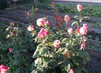 Продается участок, 10 сот., село Октябрьское, Плановая улица