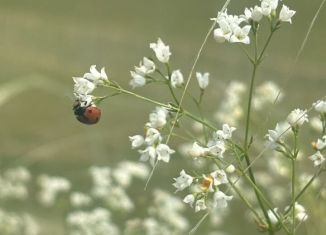 Продается земельный участок, 10 сот., село Райманово, Рассветная улица