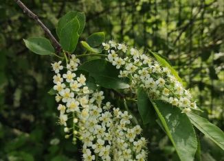 Продаю дачу, 19 м2, Верхняя Пышма, садоводческое некоммерческое товарищество Рудник, 26