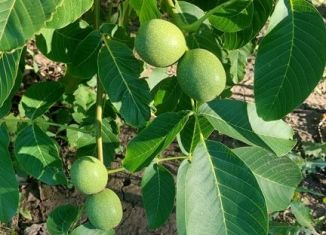 Продается дача, 20 м2, Волгоградская область