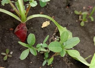 Продам участок, 6 сот., Черкесск, Спортивная улица