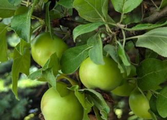 Продаю участок, 13.5 сот., посёлок Лисий Нос, улица Морские Дубки, 31Б