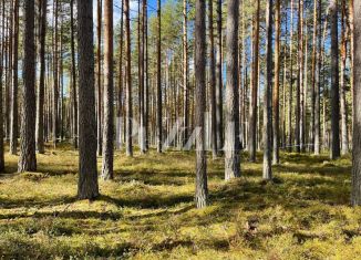 Продажа участка, 25 сот., деревня Варшко, Сосновая улица, 3