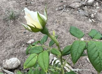 Продажа земельного участка, 15 сот., деревня Рябинка, Солнечная улица