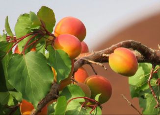 Продам участок, 7 сот., СОТ Дружба