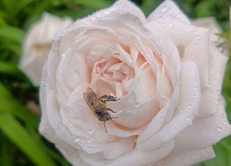 Продажа гаража, 18 м2, Липецк, гаражный кооператив Сокол, 40А/150