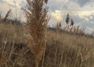 Продам земельный участок, 9 сот., село Старомарьевка