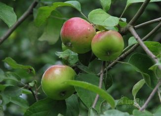 Продажа участка, 30 сот., село Шемурша