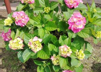 Продам дом, 70 м2, Республика Башкортостан, Яблоневая улица