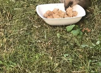 Продажа дачи, 20 м2, Владимир, Ленинский район, сад Вишенка, 47