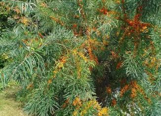 Продается участок, 82 сот., деревня Бобки